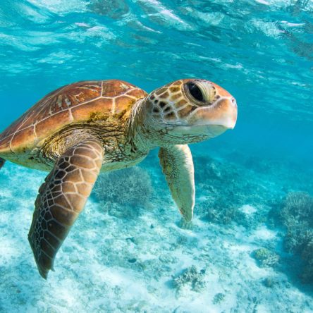 Green,Sea,Turtle,Swimming,Through,The,Crystal,Clear,Lagoon,At