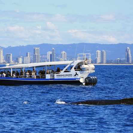 Whale,Watching,During,Whale,Migration,On,The,Gold,Coast,,Queensland,