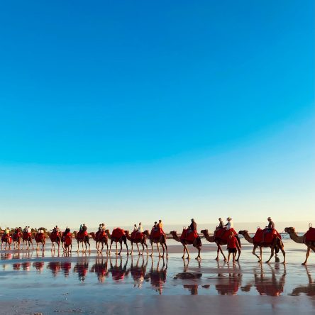Broome,,Australia.,Sunset,Camel,Rides